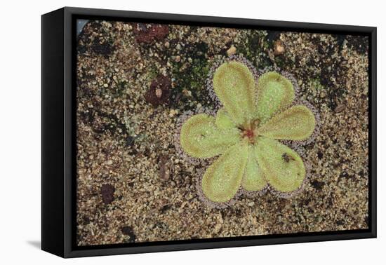 Sundew Plant-DLILLC-Framed Premier Image Canvas