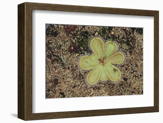 Sundew Plant-DLILLC-Framed Photographic Print