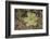 Sundew Plant-DLILLC-Framed Photographic Print