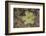 Sundew Plant-DLILLC-Framed Photographic Print