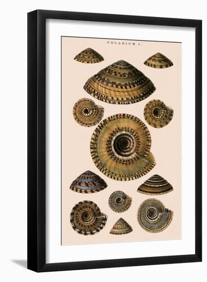 Sundial Shells-G.b. Sowerby-Framed Giclee Print