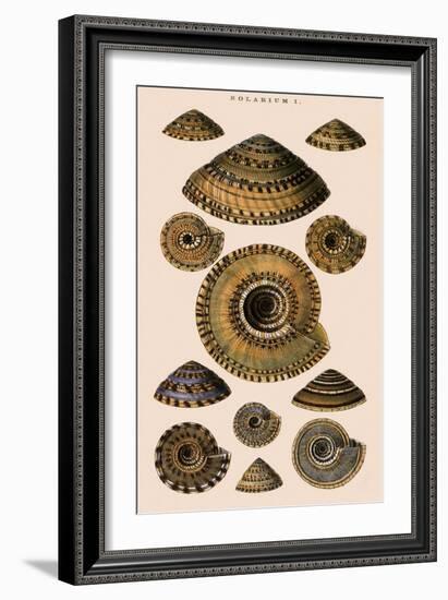 Sundial Shells-G.b. Sowerby-Framed Giclee Print