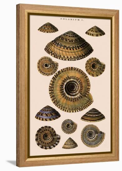 Sundial Shells-G.b. Sowerby-Framed Premier Image Canvas