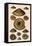 Sundial Shells-G.b. Sowerby-Framed Premier Image Canvas