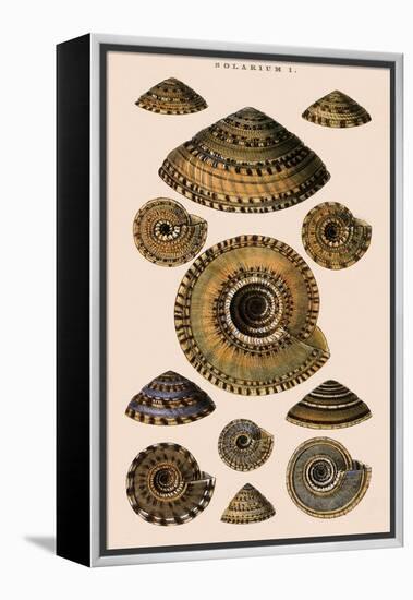 Sundial Shells-G.b. Sowerby-Framed Premier Image Canvas