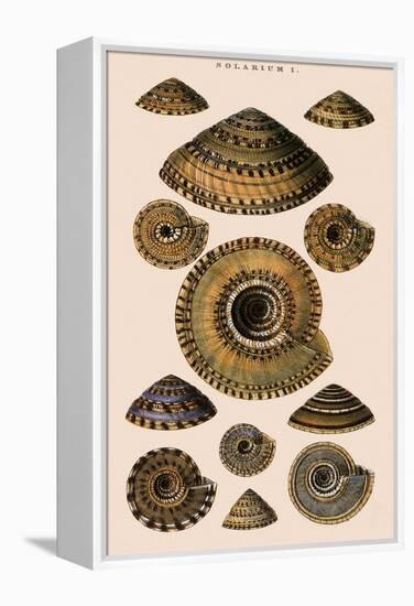 Sundial Shells-G.b. Sowerby-Framed Premier Image Canvas