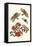 Sundown Cicada and a Peanut-Headed Lantern Fly-Maria Sibylla Merian-Framed Stretched Canvas