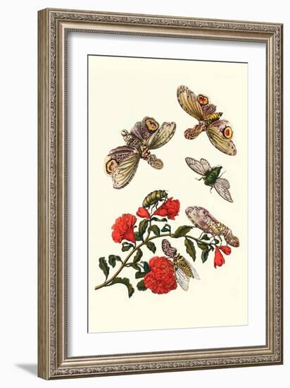 Sundown Cicada and a Peanut-Headed Lantern Fly-Maria Sibylla Merian-Framed Art Print