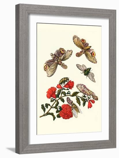 Sundown Cicada and a Peanut-Headed Lantern Fly-Maria Sibylla Merian-Framed Art Print