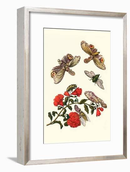 Sundown Cicada and a Peanut-Headed Lantern Fly-Maria Sibylla Merian-Framed Art Print