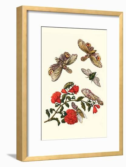 Sundown Cicada and a Peanut-Headed Lantern Fly-Maria Sibylla Merian-Framed Art Print