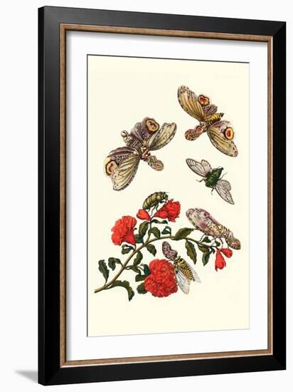 Sundown Cicada and a Peanut-Headed Lantern Fly-Maria Sibylla Merian-Framed Art Print