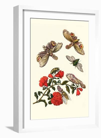 Sundown Cicada and a Peanut-Headed Lantern Fly-Maria Sibylla Merian-Framed Art Print