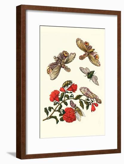 Sundown Cicada and a Peanut-Headed Lantern Fly-Maria Sibylla Merian-Framed Art Print