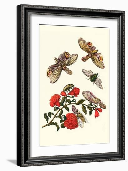 Sundown Cicada and a Peanut-Headed Lantern Fly-Maria Sibylla Merian-Framed Art Print