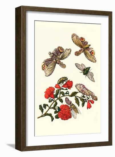 Sundown Cicada and a Peanut-Headed Lantern Fly-Maria Sibylla Merian-Framed Premium Giclee Print