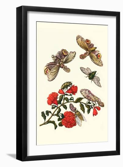 Sundown Cicada and a Peanut-Headed Lantern Fly-Maria Sibylla Merian-Framed Premium Giclee Print