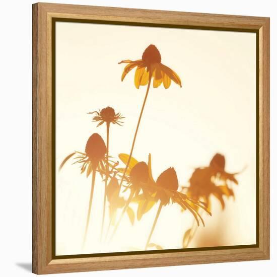 Sundown Flowers-Mandy Lynne-Framed Stretched Canvas