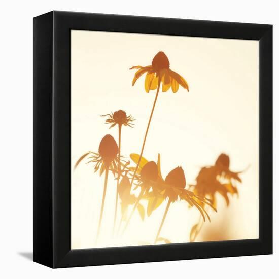 Sundown Flowers-Mandy Lynne-Framed Stretched Canvas