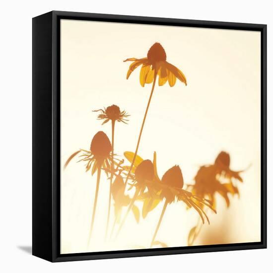 Sundown Flowers-Mandy Lynne-Framed Stretched Canvas