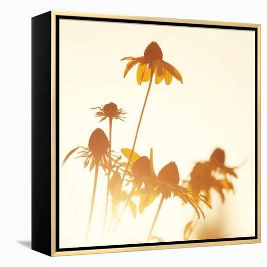 Sundown Flowers-Mandy Lynne-Framed Stretched Canvas