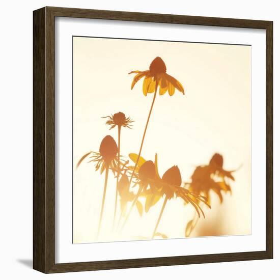 Sundown Flowers-Mandy Lynne-Framed Premium Giclee Print