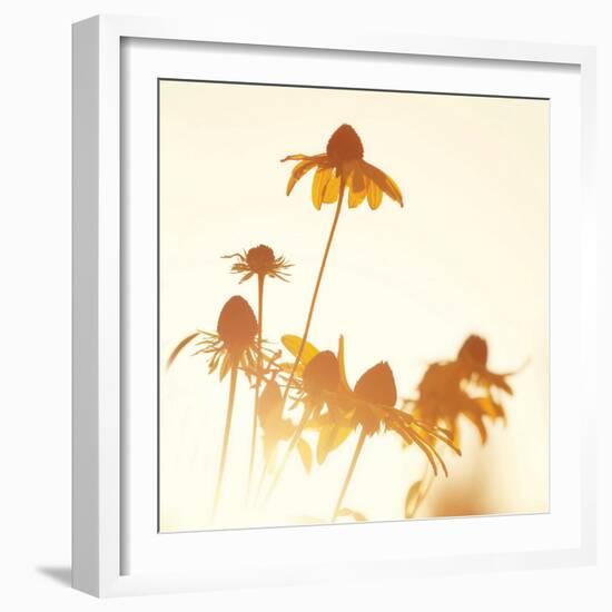 Sundown Flowers-Mandy Lynne-Framed Premium Giclee Print