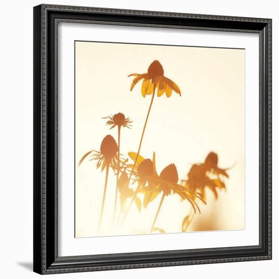 Sundown Flowers-Mandy Lynne-Framed Premium Giclee Print