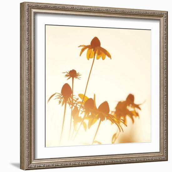 Sundown Flowers-Mandy Lynne-Framed Art Print