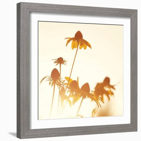 Sundown Flowers-Mandy Lynne-Framed Art Print