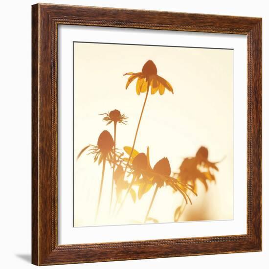 Sundown Flowers-Mandy Lynne-Framed Art Print