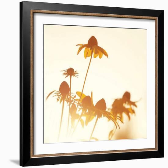 Sundown Flowers-Mandy Lynne-Framed Art Print