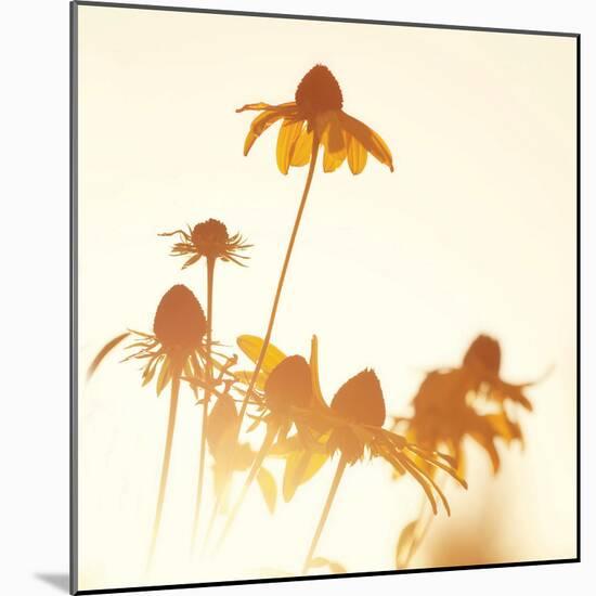 Sundown Flowers-Mandy Lynne-Mounted Art Print