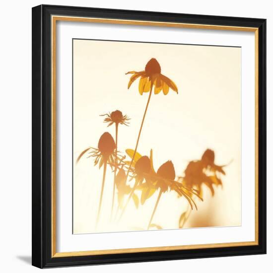 Sundown Flowers-Mandy Lynne-Framed Art Print