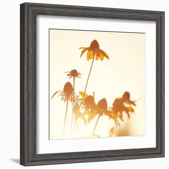 Sundown Flowers-Mandy Lynne-Framed Art Print