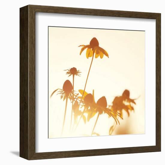 Sundown Flowers-Mandy Lynne-Framed Art Print