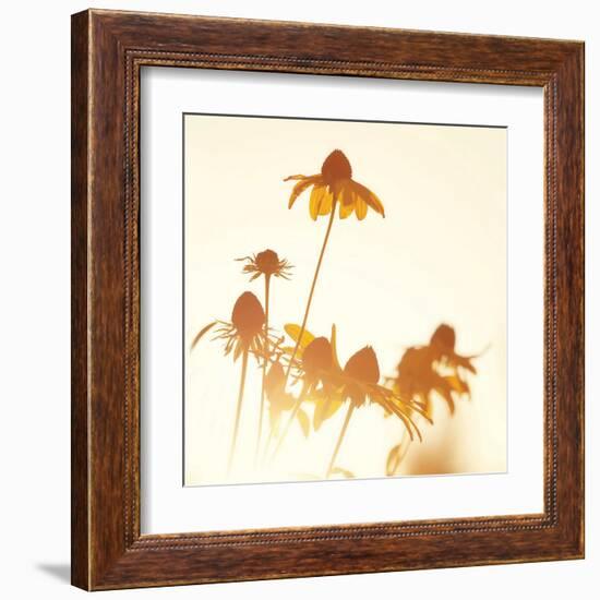 Sundown Flowers-Mandy Lynne-Framed Art Print