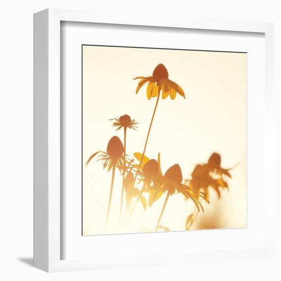 Sundown Flowers-Mandy Lynne-Framed Art Print