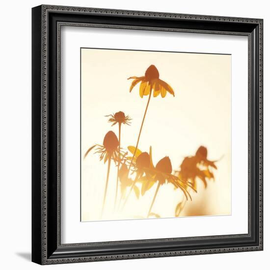 Sundown Flowers-Mandy Lynne-Framed Art Print