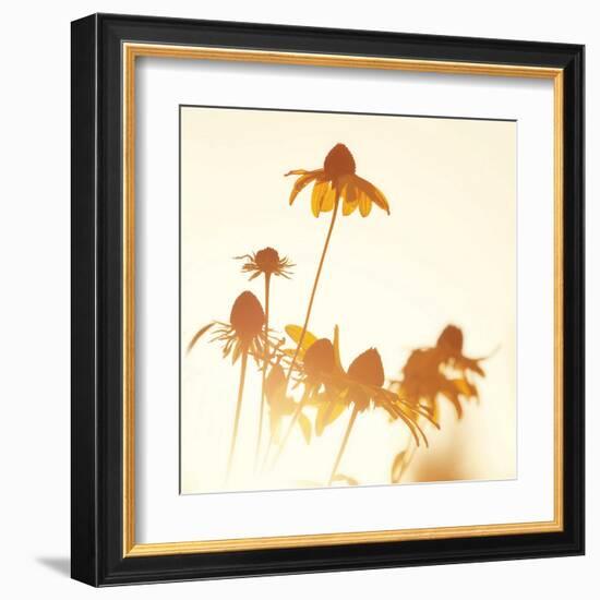 Sundown Flowers-Mandy Lynne-Framed Art Print