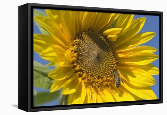 Sunflower a Honeybee (Apis Mellifera) Gathers-null-Framed Premier Image Canvas