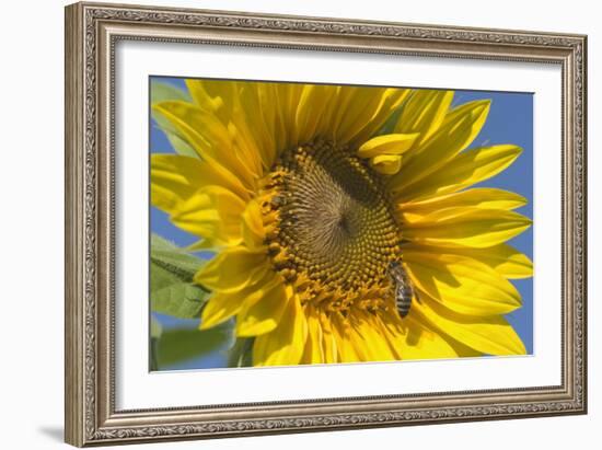 Sunflower a Honeybee (Apis Mellifera) Gathers-null-Framed Photographic Print