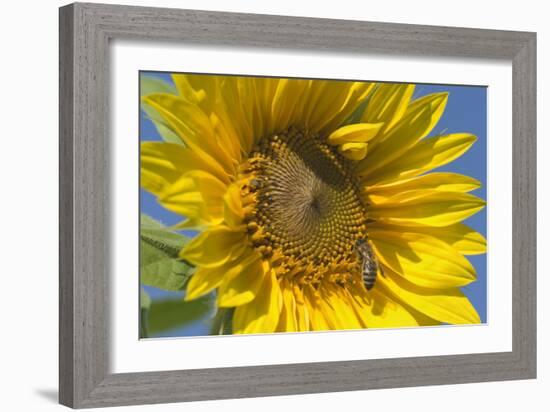 Sunflower a Honeybee (Apis Mellifera) Gathers-null-Framed Photographic Print