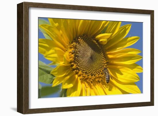 Sunflower a Honeybee (Apis Mellifera) Gathers-null-Framed Photographic Print