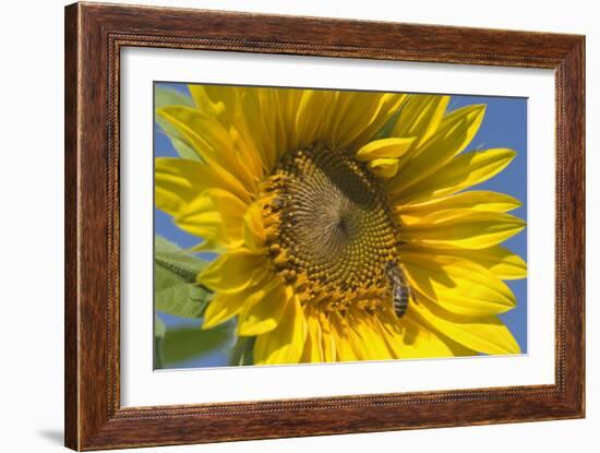 Sunflower a Honeybee (Apis Mellifera) Gathers-null-Framed Photographic Print