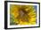 Sunflower a Honeybee (Apis Mellifera) Gathers-null-Framed Photographic Print