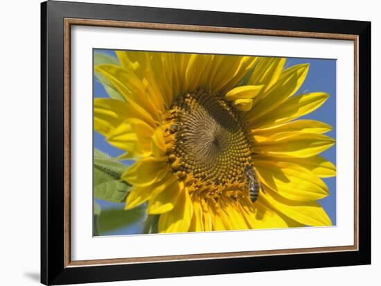 Sunflower a Honeybee (Apis Mellifera) Gathers-null-Framed Photographic Print