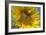 Sunflower a Honeybee (Apis Mellifera) Gathers-null-Framed Photographic Print