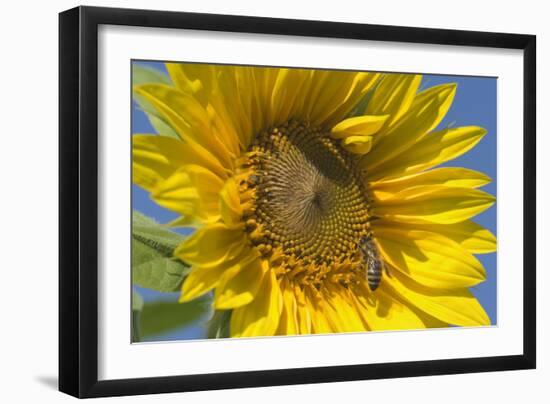 Sunflower a Honeybee (Apis Mellifera) Gathers-null-Framed Photographic Print