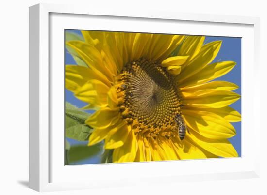 Sunflower a Honeybee (Apis Mellifera) Gathers-null-Framed Photographic Print